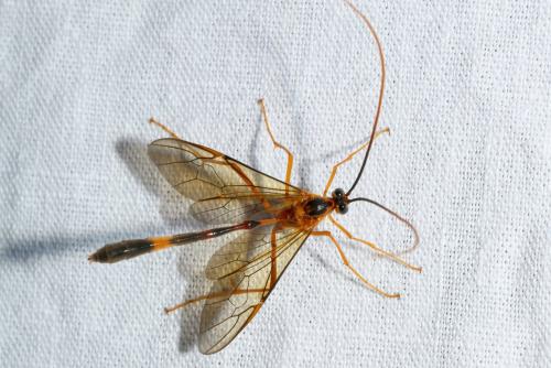 Stauropoctonus bombycivorus